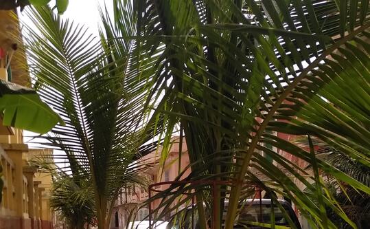 Die Stadtwerke pflanzt in Zusammenarbeit mit den Naturfreunden Rastatt e.V. Bäume in Senegal