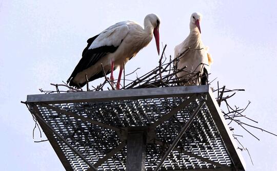 Installation von Nistplätzen auf Strommasten in Rastatt