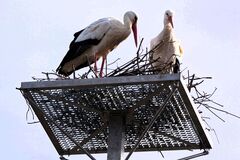 Installation von Nistplätzen auf Strommasten in Rastatt